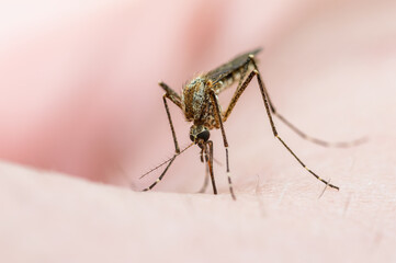 Dangerous Zika Infected Mosquito Skin Bite. Leishmaniasis, Encephalitis, Yellow Fever, Dengue,...