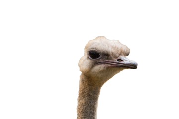 Strauß Strauss Vorlage