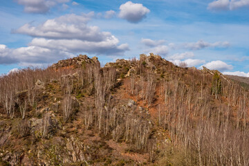 Obraz premium Magnifique Forêt des Ardennes en France