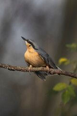 Nuthatch has spotted something further up the tree
