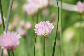 Obraz premium Plant 1