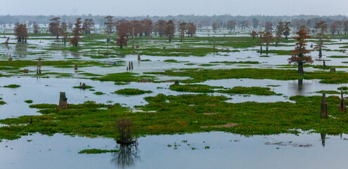 Marsh landscape, cypress trees grow from the water, Louisiana, USA