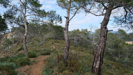 Obraz premium pine tree forest in mountain in turkey Fethiye