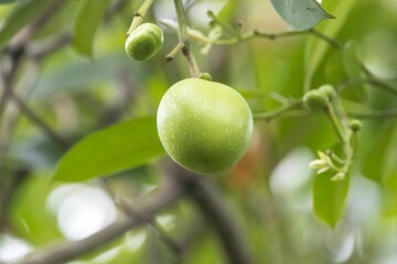 Fruit of a suicide tree, Cerbera odollam