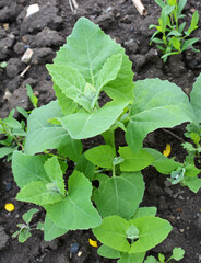 Edible plant garden orach (Atriplex hortensis) grows in spring