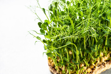 Micro greens, natural healthy food.. Green pea microgreens. Close up.