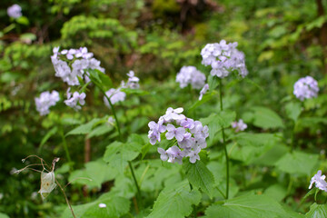 Lunaria rediviva blooms in the forest in spring