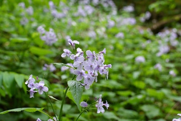 Lunaria rediviva blooms in the forest in spring