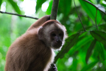 A monkey at tree in Puerto Maldonado Amazon Peru with tree background. Selective focus.