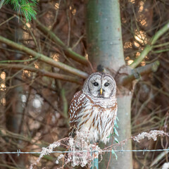 Northern Barred owl.Blackwater National wildlife Refuge.Maryland.USA