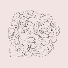 Hand Drawn Hydrangea Outline Vector Flower Illustration on White Background. Elegant Feminine Floral Drawing for Web, Logo, Print, Card, Wedding. 