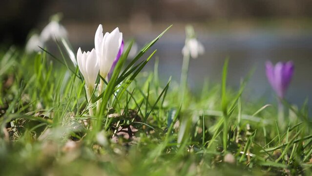 White and purple saffron flowers close-up view. Slow motion. Spring season.