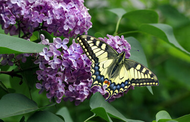 colorful swallowtail butterfly on a branch of blooming lilac.
