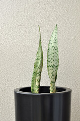 planta serpente espada de são jorge em vaso preto 