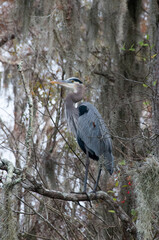 Birds USA. Night Heron long legged bird in green plants, trees, swamp, Louisiana, USA