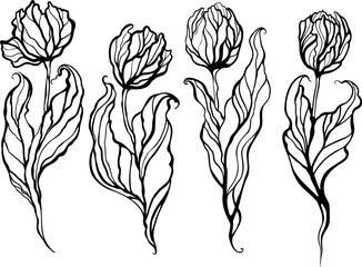 black and white tulips, set of flowers