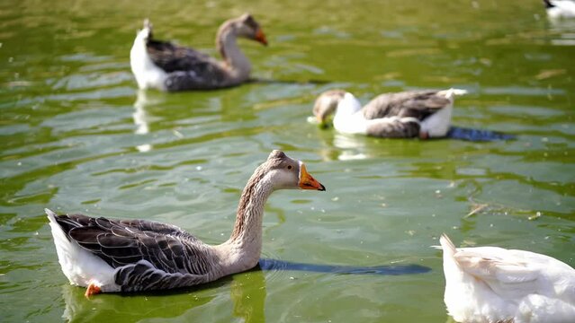 Gray geese swim in a green pond