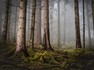 A dark mossy foggy forest view 1 - 580844478