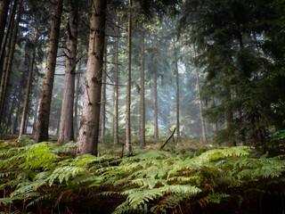 Foggy fern forest with conifers - 580844604