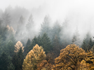 Cloudy foggy autumn forest from above - 580844628