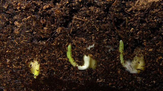 Three corn seeds planted into soil are germinating filmed in macro timelapse. Grains of maize are growing in fertile earth. Concept of gardening and cultivating vegetables. Process of farming concept.