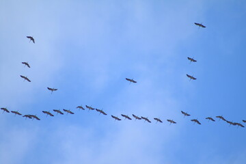birds in flight