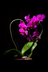 Naklejka na ściany i meble Pink heart-shaped orchid with black background.