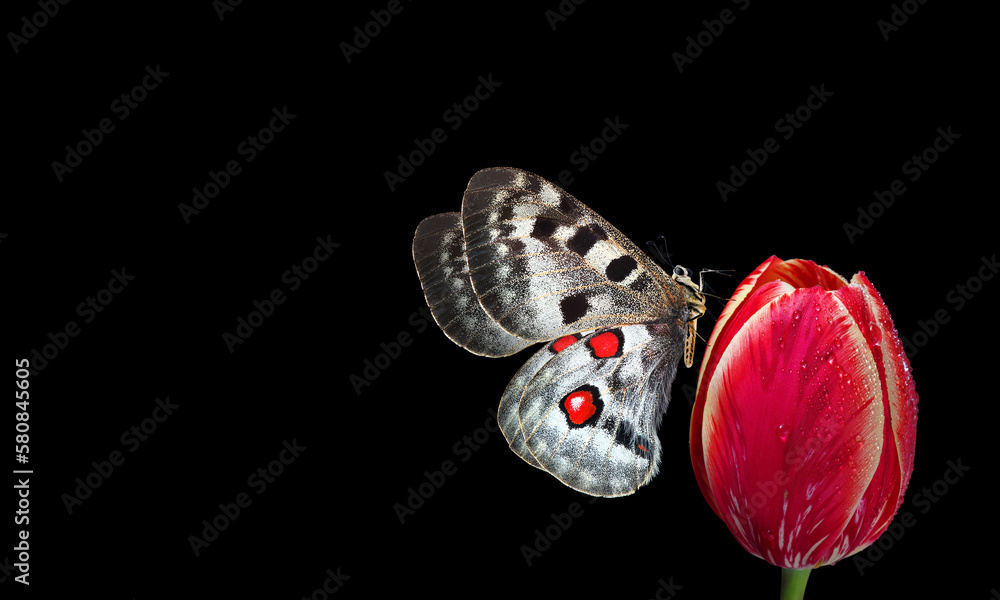 Aufkleber bright apollo butterfly on red tulip flower in dew drops isolated on black. copy space