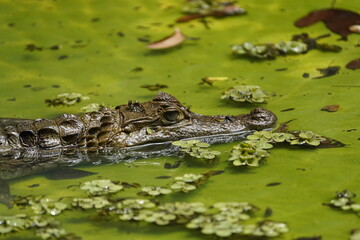 Spectacled caiman (Caiman crocodilus), Alligatoridae family, also known as the white caiman or common caiman, is a crocodilian reptile found in much of Central and South America.