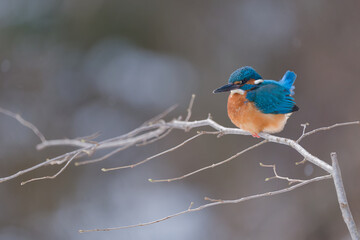 wild lebende tiere, eisvogel, tier, natur, robin, bird,