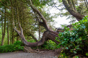 giant tree growing sideways in the forest