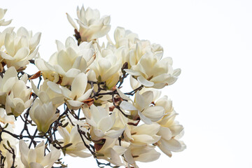 magnolia on a white background