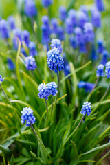 Muscari flowers, Muscari armeniacum, Grape Hyacinths spring flowers blooming in april and may. Muscari armeniacum plant with blue flowers