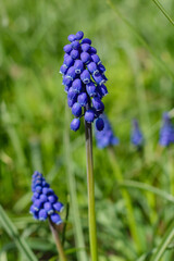 Muscari flowers, Muscari armeniacum, Grape Hyacinths spring flowers blooming in april and may. Muscari armeniacum plant with blue flowers
