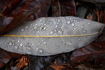 Gray Leaf with Raindrops