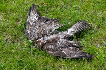 dead bird of prey lies in the green grass - death from bird flu?