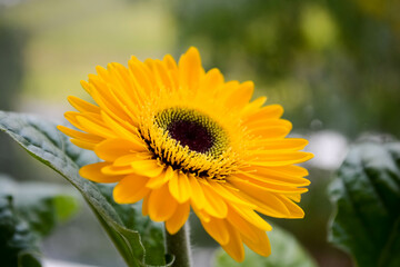 yellow flower 