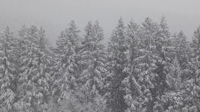 fantastic snowy winter landscape in the forest with snowfall,