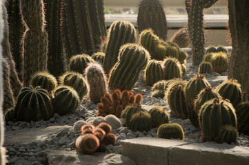 Cacti in the Cactus house in Überlingen, Germany