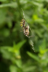 Wasp spider (Argiope bruennechi) suspended in web