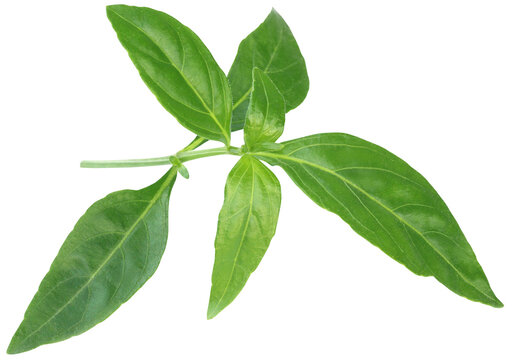 Ayurvedic Medicinal Chirata leaves