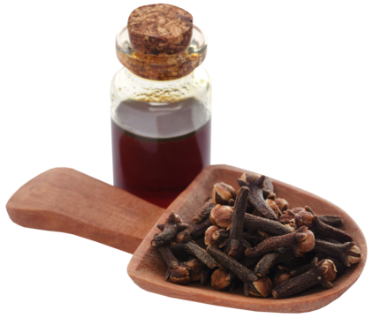 Fresh clove with oil in a jar