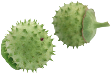 Medicinal Datura fruits
