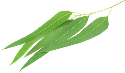 Eucalyptus leaves © Swapan