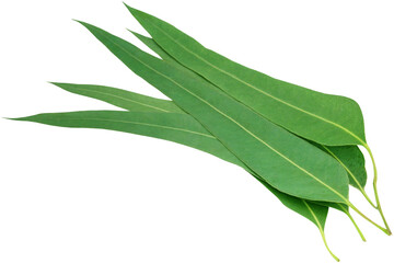 Eucalyptus leaves