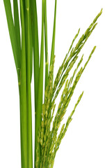 Green paddy