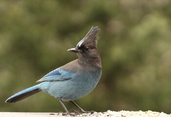 Stellers Jay