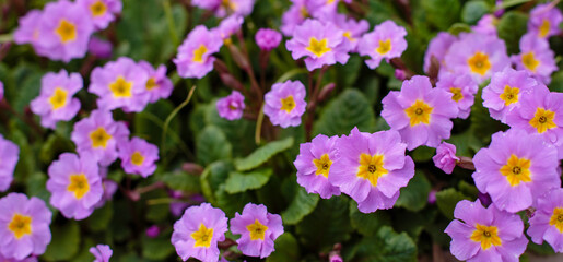 Primrose, or primrose ( lat. Primula ) is a genus of plants from the Primulaceae family