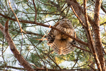 Barred owl flapping wings from high above in tree