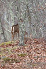 Two whitetail deer looking out from behind a tree 